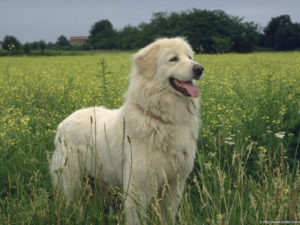 dog-in-field
